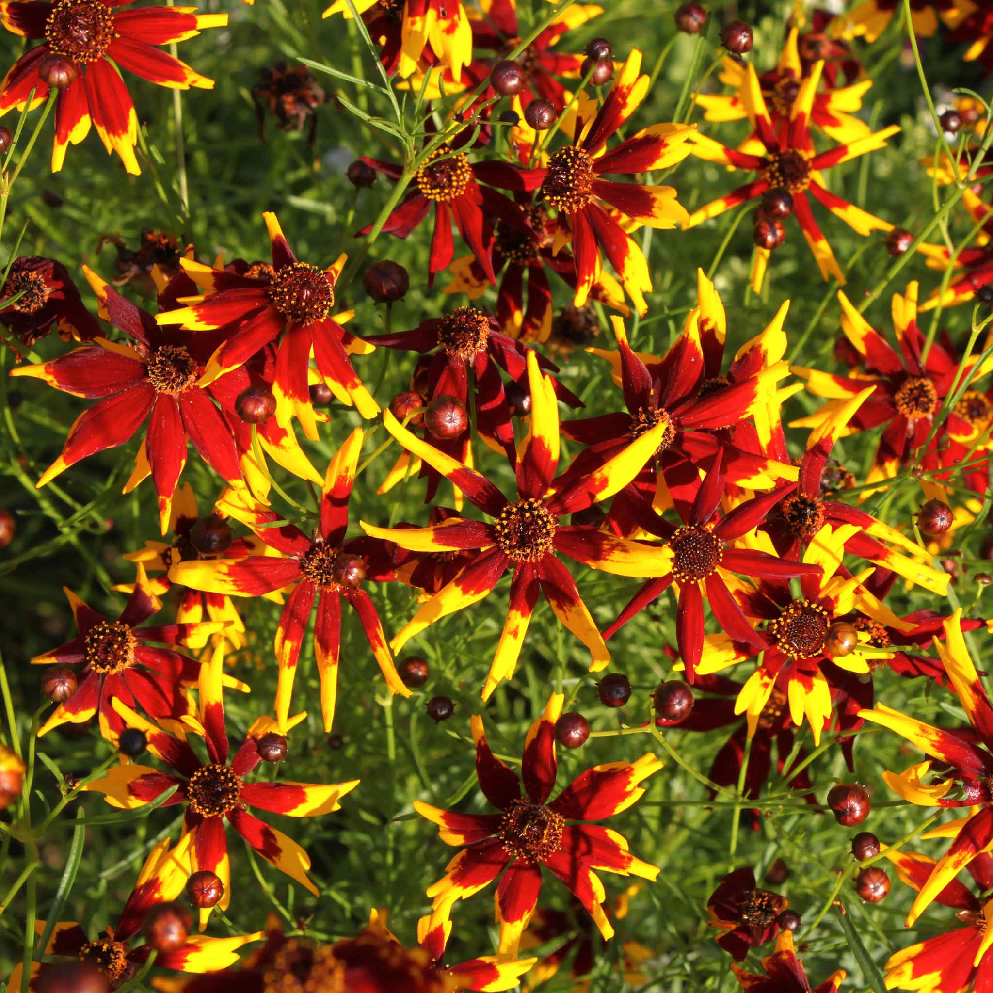 coreopsis mardi gras height