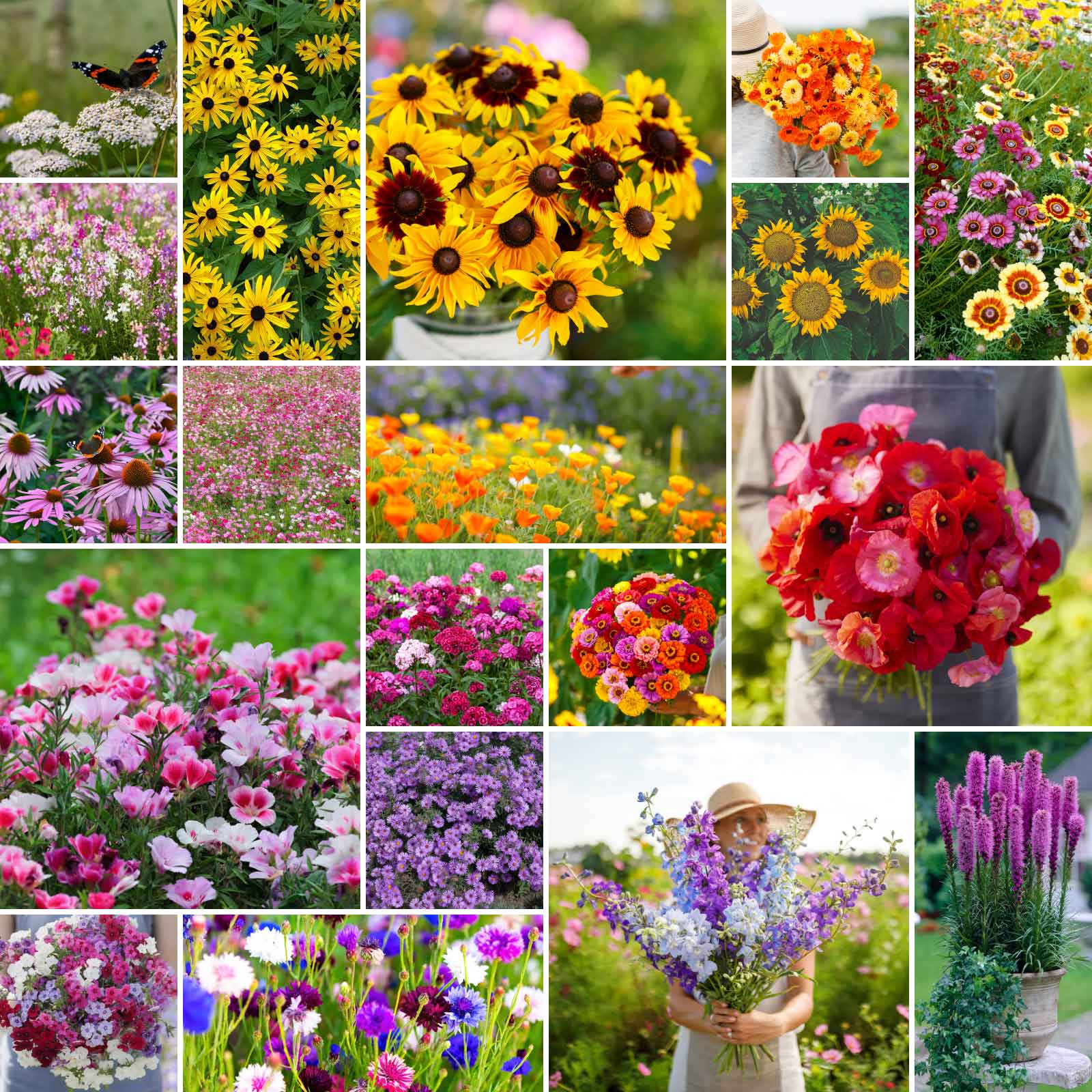 Bulk Late Bloomer Wildflower Seed Mix | Bulk Wildflowers