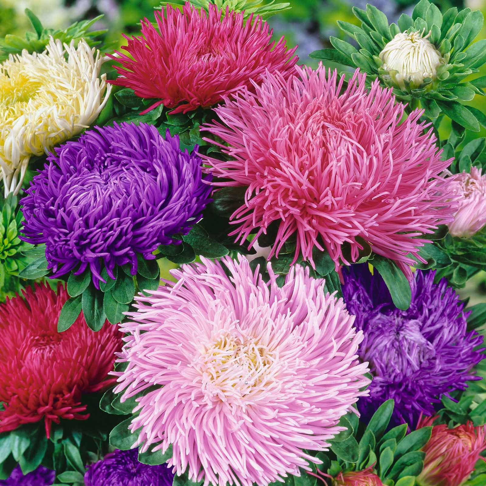 China Aster Seeds - Powderpuff Mix