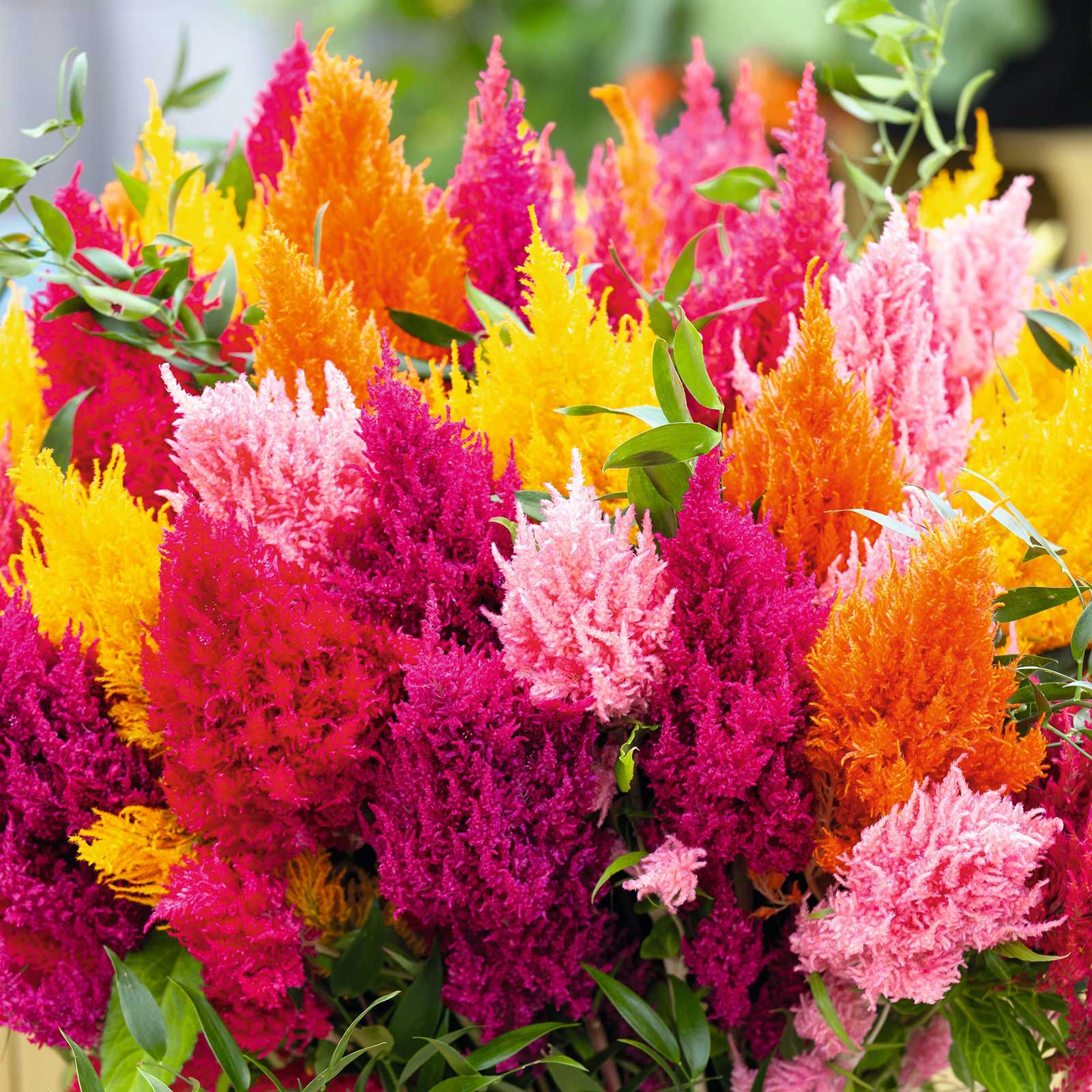 Butterfly Garden Decorations and Red Celosia Flowers Stock Photo