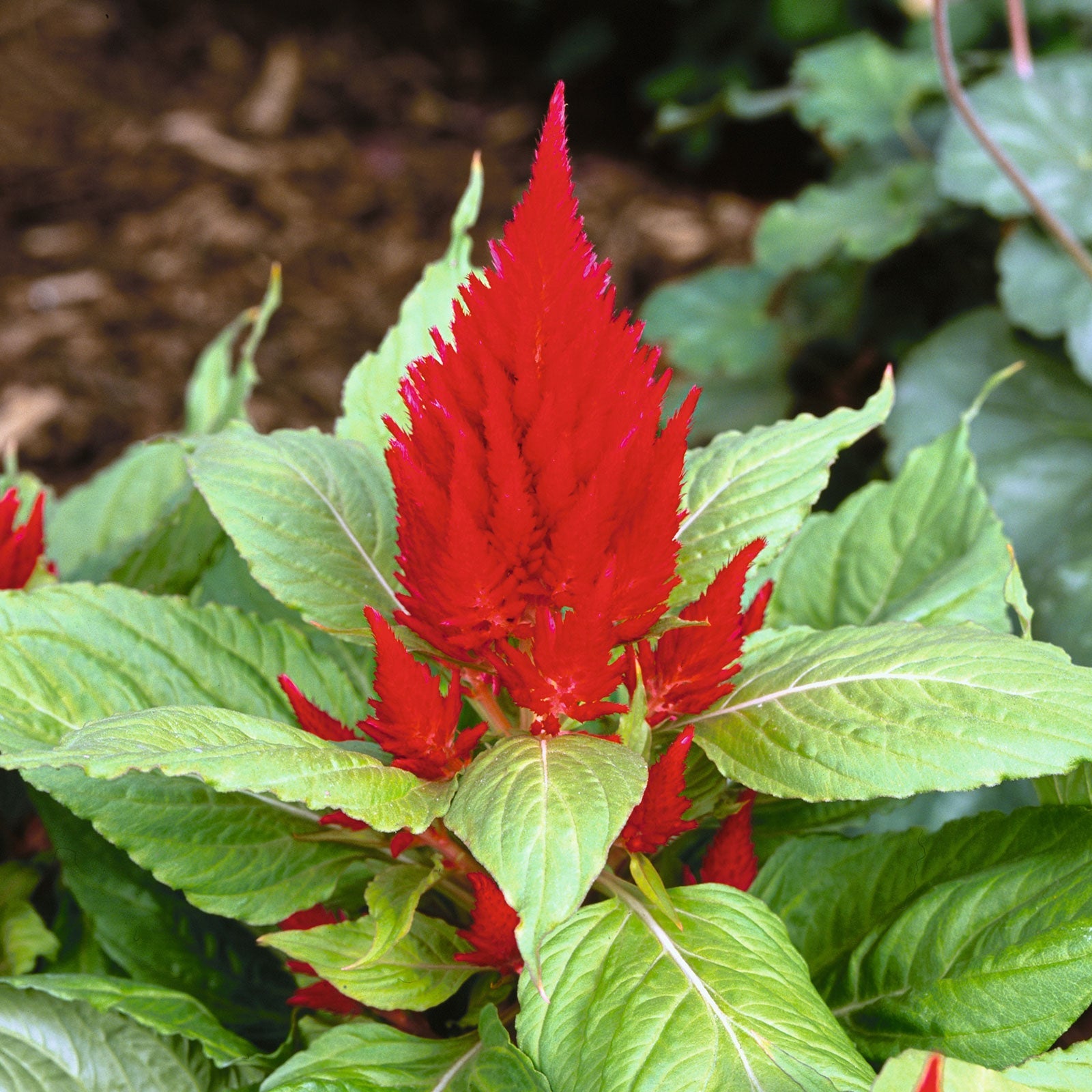 Bulk Celosia Seeds - Scarlet Plume | Bulk Wildflowers