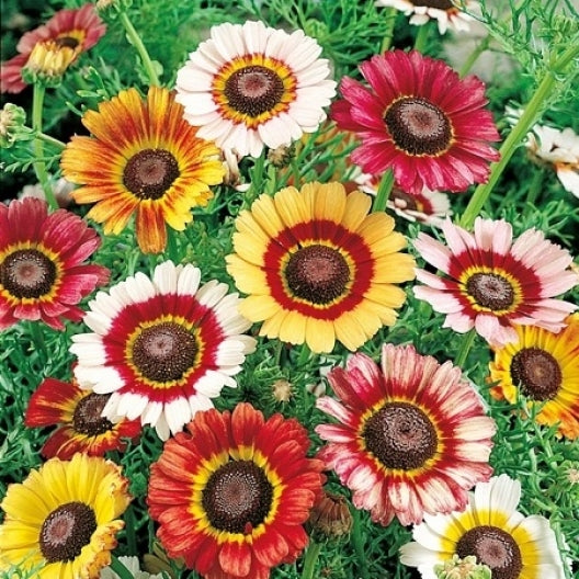 Daisy Seeds - Creeping Daisy, Flower Seeds in Packets & Bulk