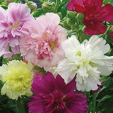 Alcea rosea Summer Carnival Mixed Colors PERENNIAL Seeds!