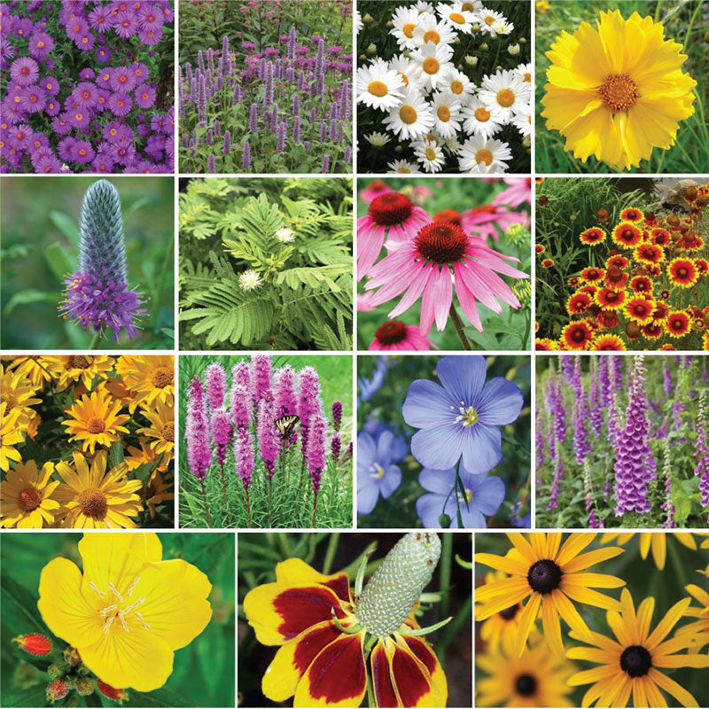 The Difference Between Annual and Perennial Wildflowers