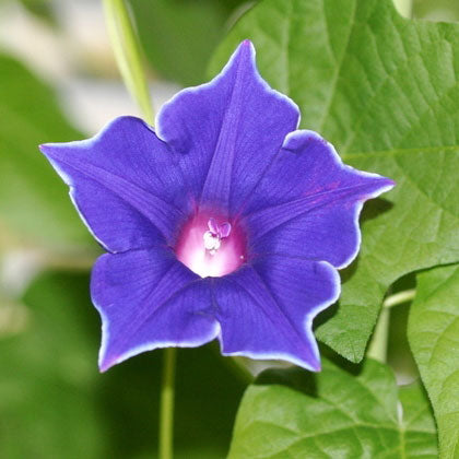 Morning Glory Heavenly Blue Heirloom Seeds Flower Seeds 