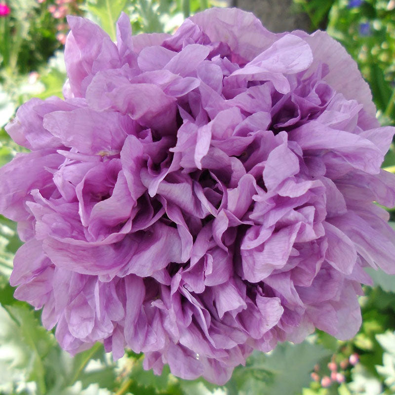 Bulk Poppy Peony Seeds - Antique Shades Packet