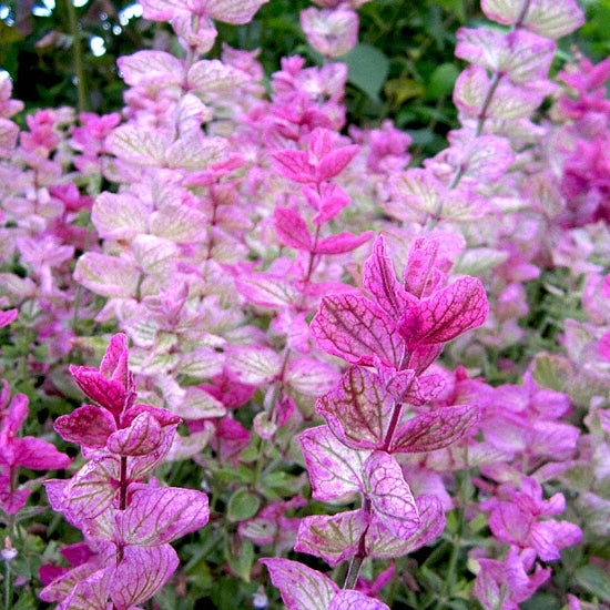 Annual Baby's Breath Pink Seeds