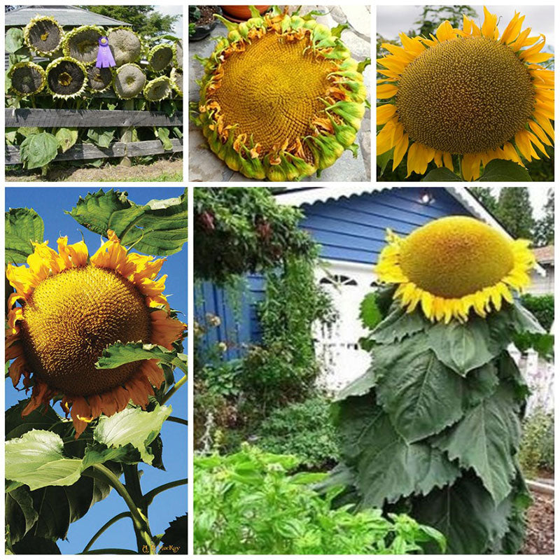 Mongolian on sale giant sunflower