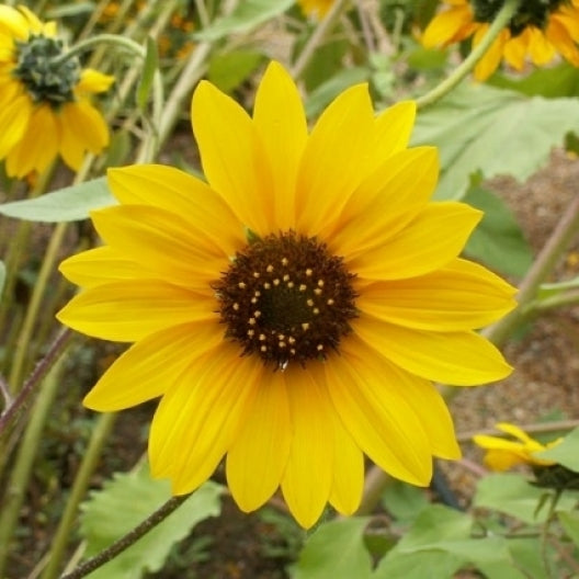 Bulk Sunflower Seeds - Wild | Bulk Wildflowers