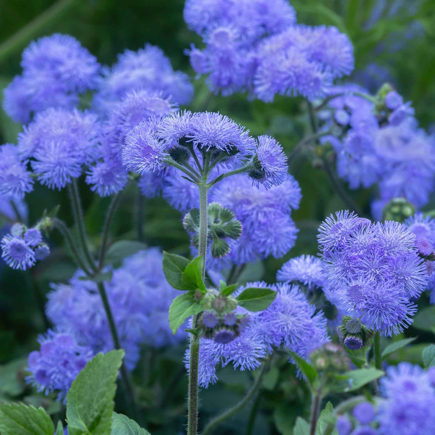 ageratum dondo blue