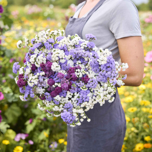 ageratum tall mix