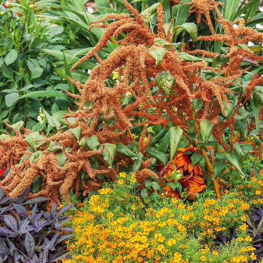 amaranthus hot biscuits