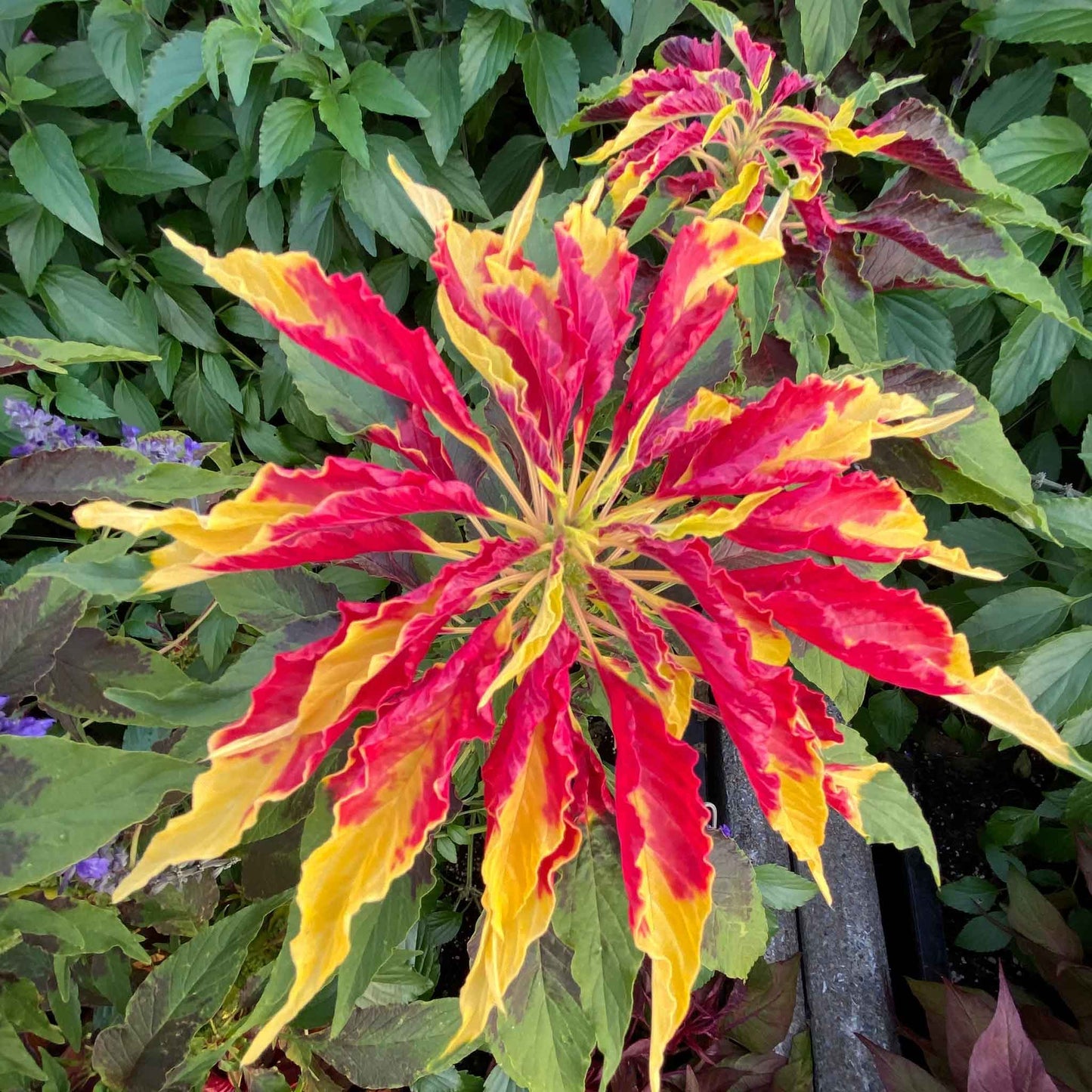 amaranthus perfecta