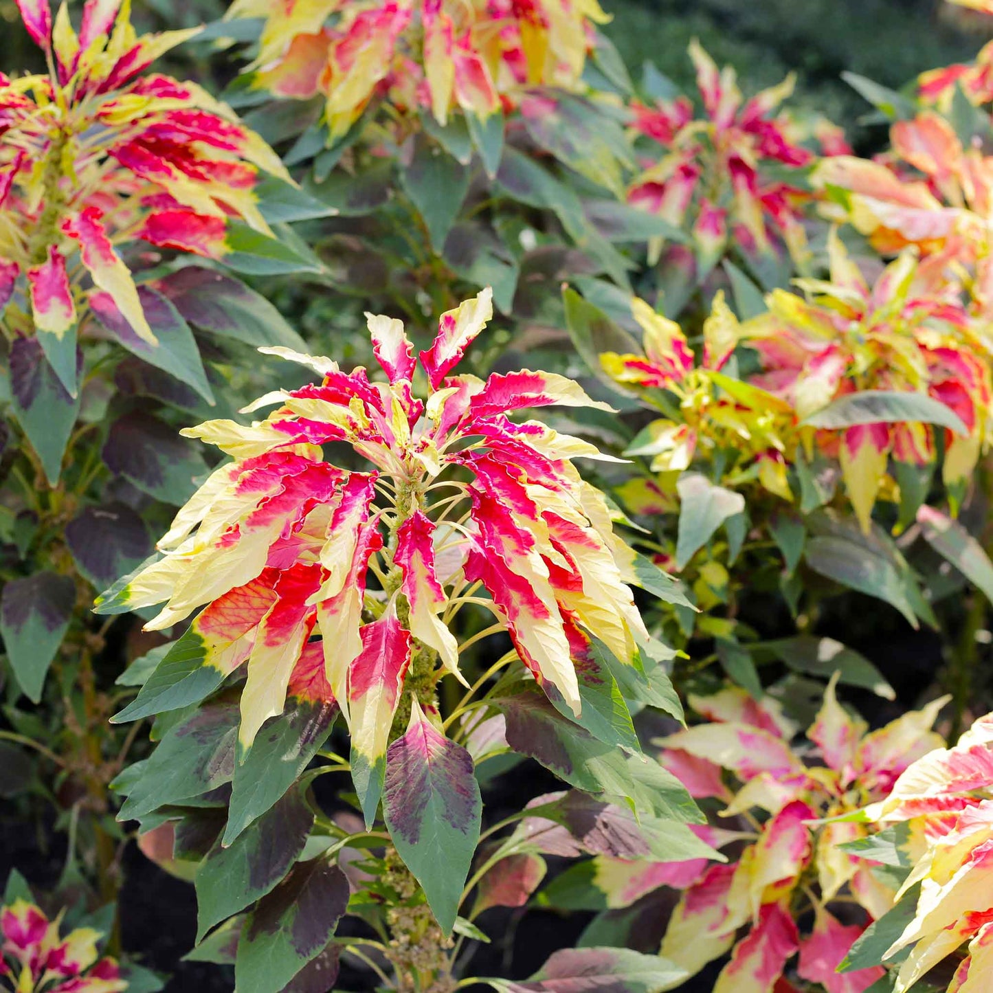 amaranthus perfecta