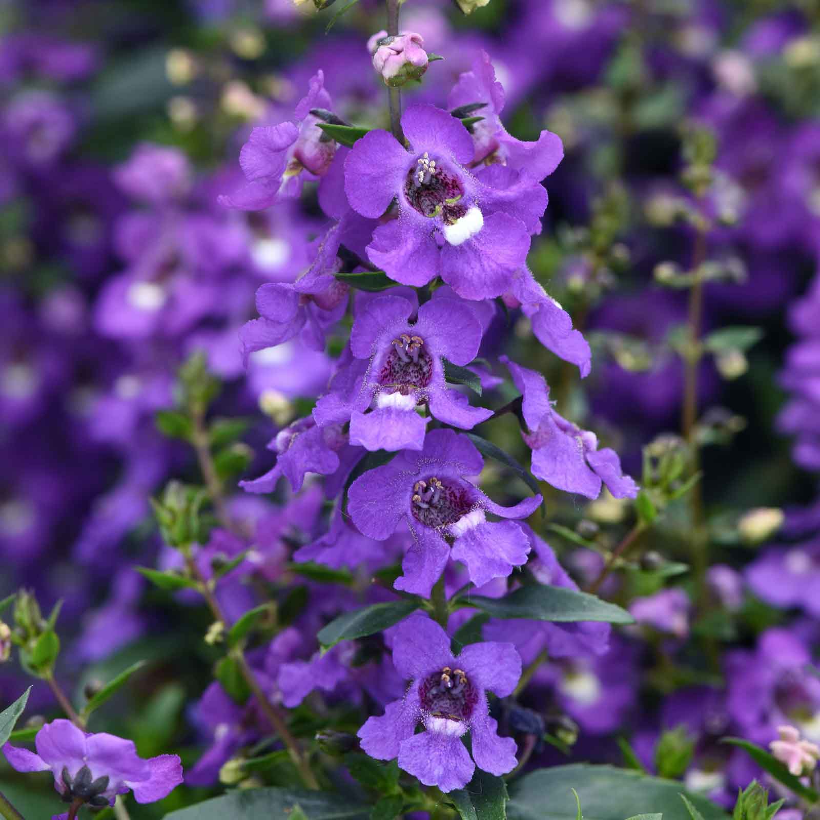 angelonia serena blue