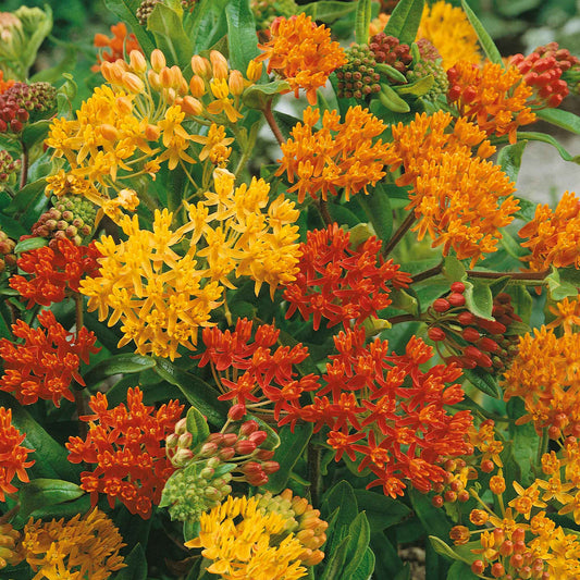 asclepias mix