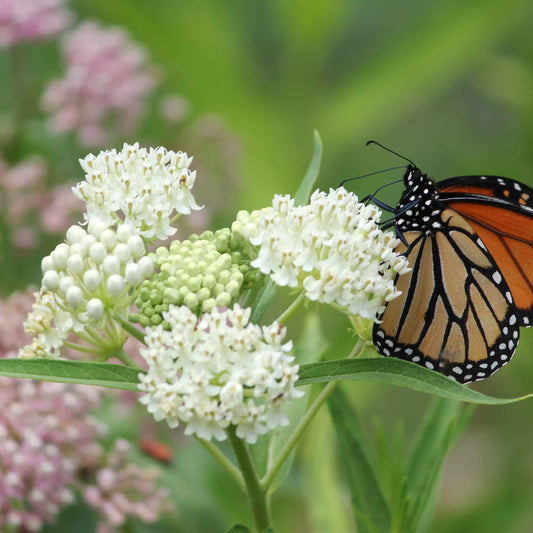 asclepias swamp milkweed carmine