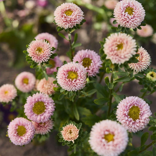 aster matsumoto apricot