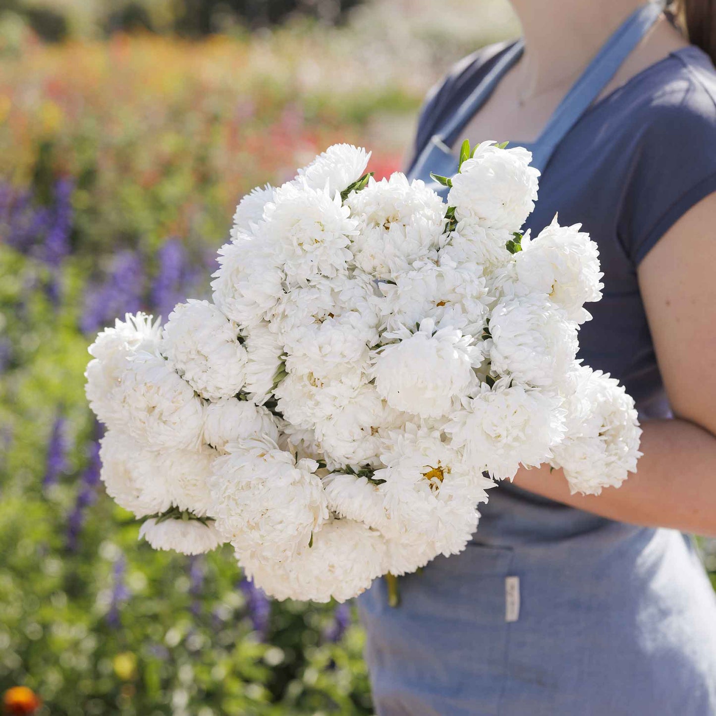 aster duchess white