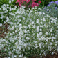 baby's breath annual | copyright: Floramedia UK Ltd