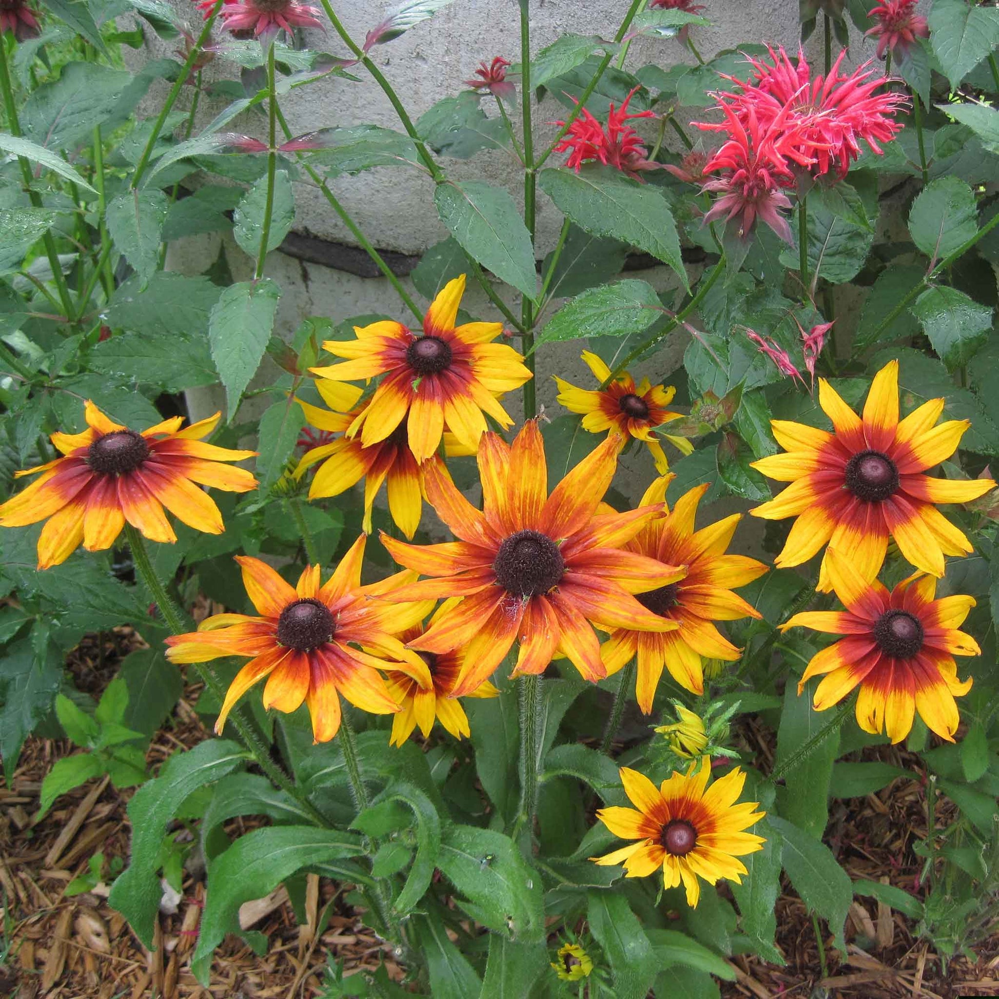 black eyed susan autumn forest