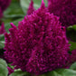 celosia first flame purple