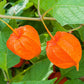 chinese lantern