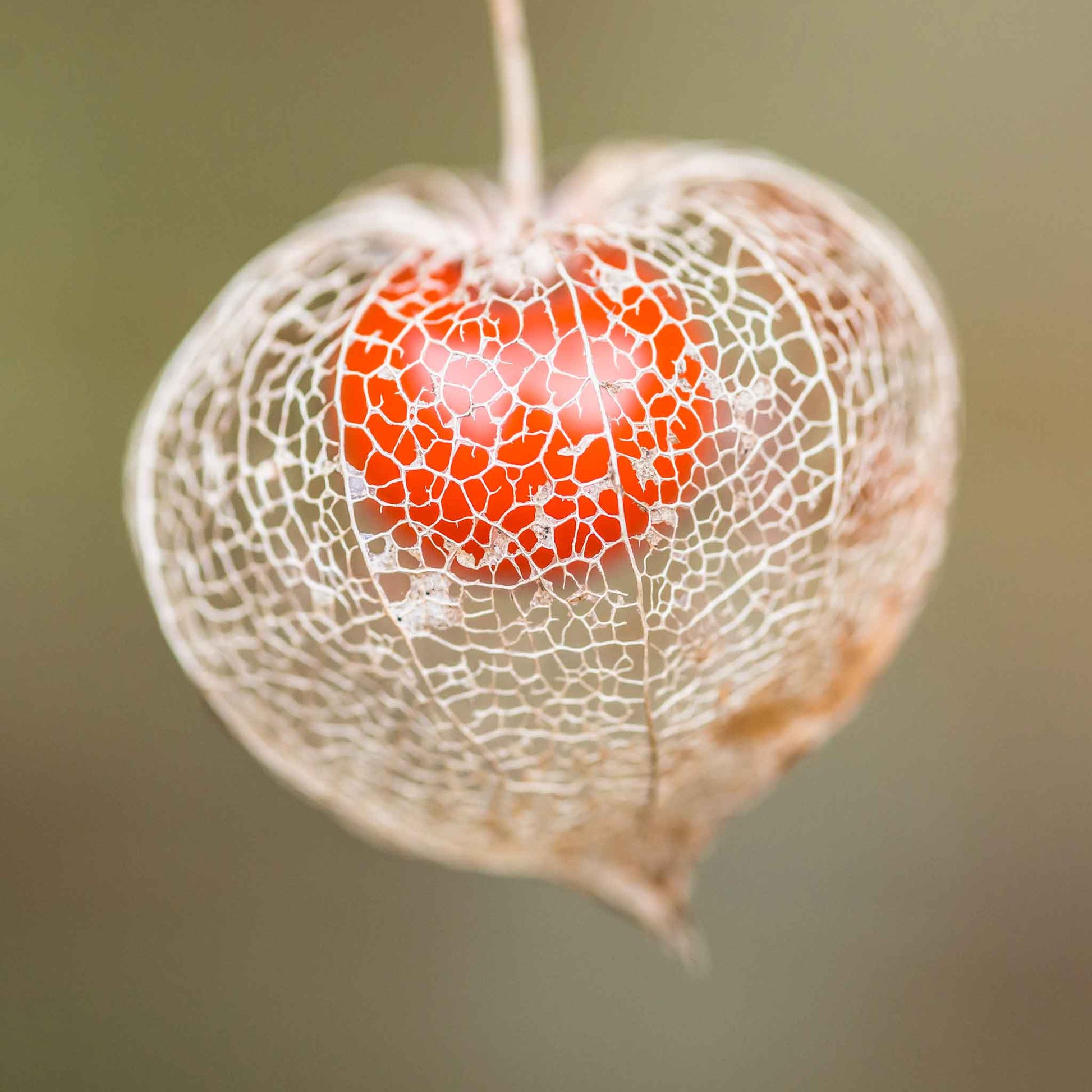 chinese lantern