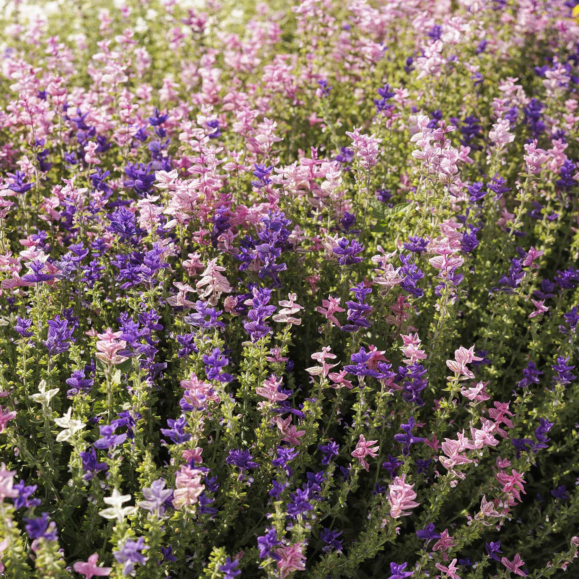 clary sage tricolor mix