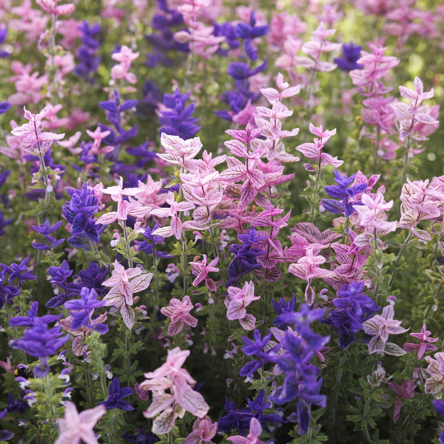 clary sage tricolor mix