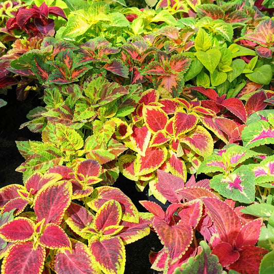 coleus blumei rainbow mix