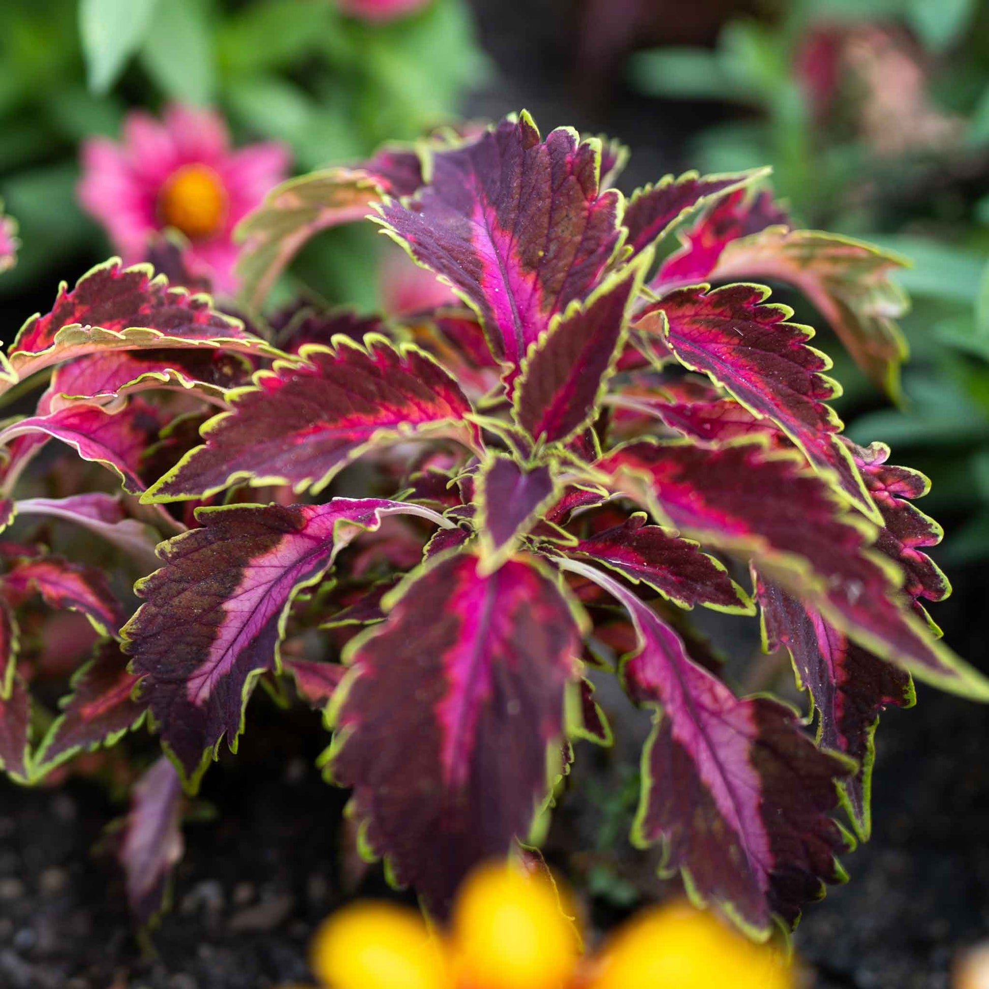  coleus chocolate covered cherry