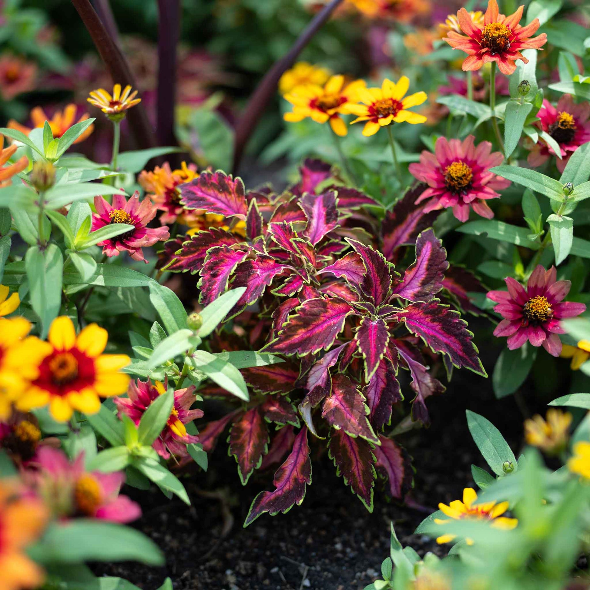 coleus chocolate covered cherry