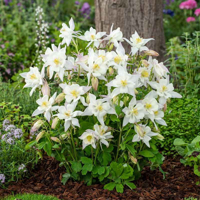 columbine crystal star | copyright: Floramedia UK Ltd