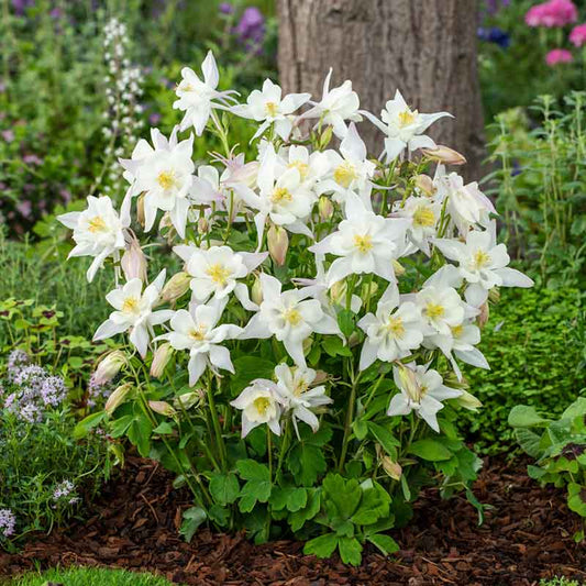 columbine crystal star | copyright: Floramedia UK Ltd