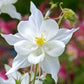 columbine crystal star | copyright: Floramedia UK Ltd