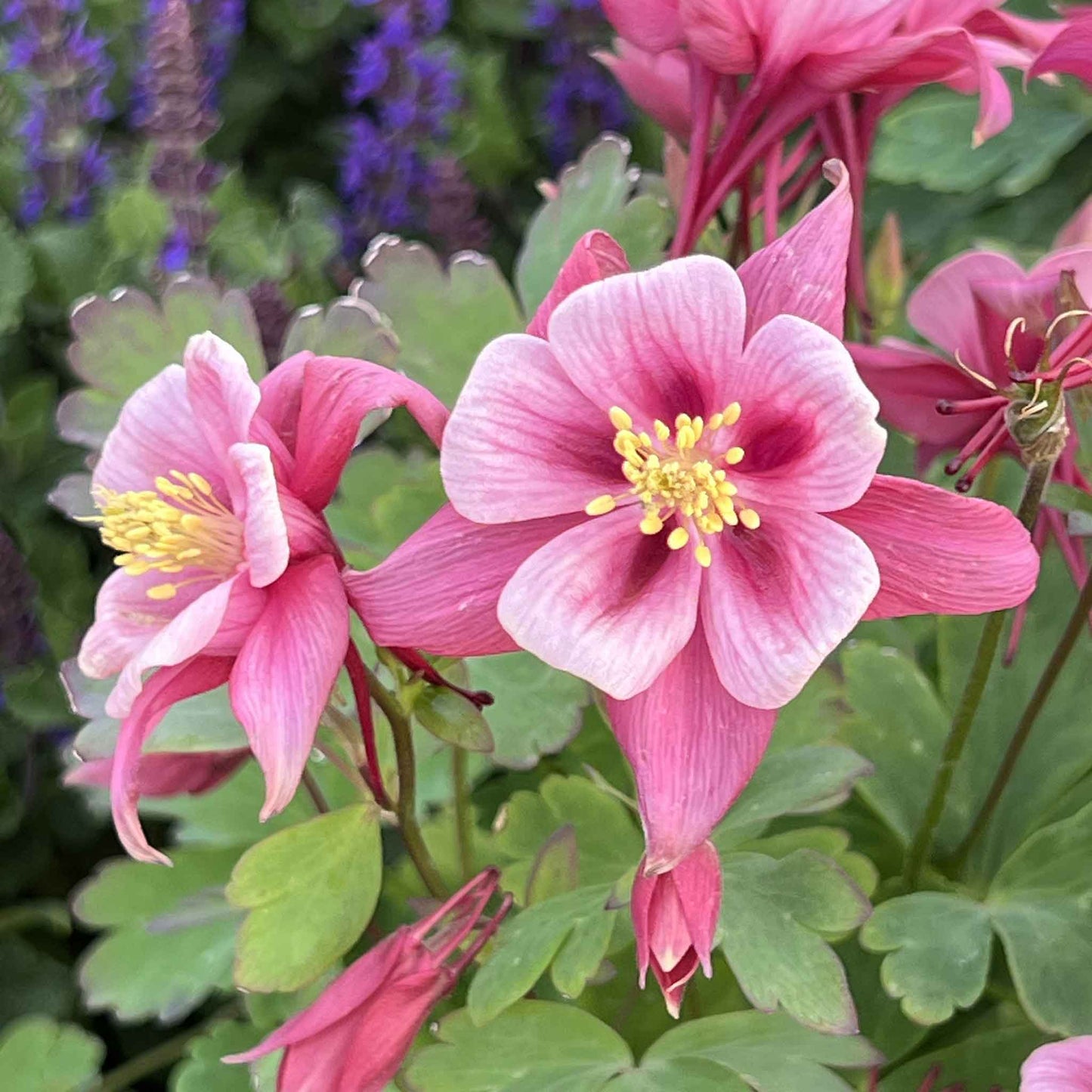 columbine rose star