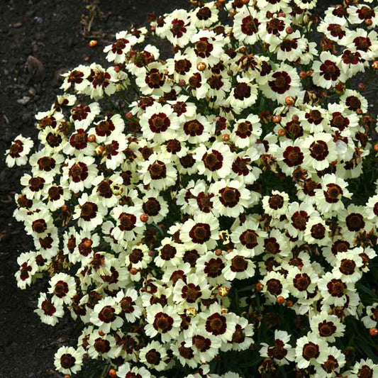 coreopsis corusco cream red