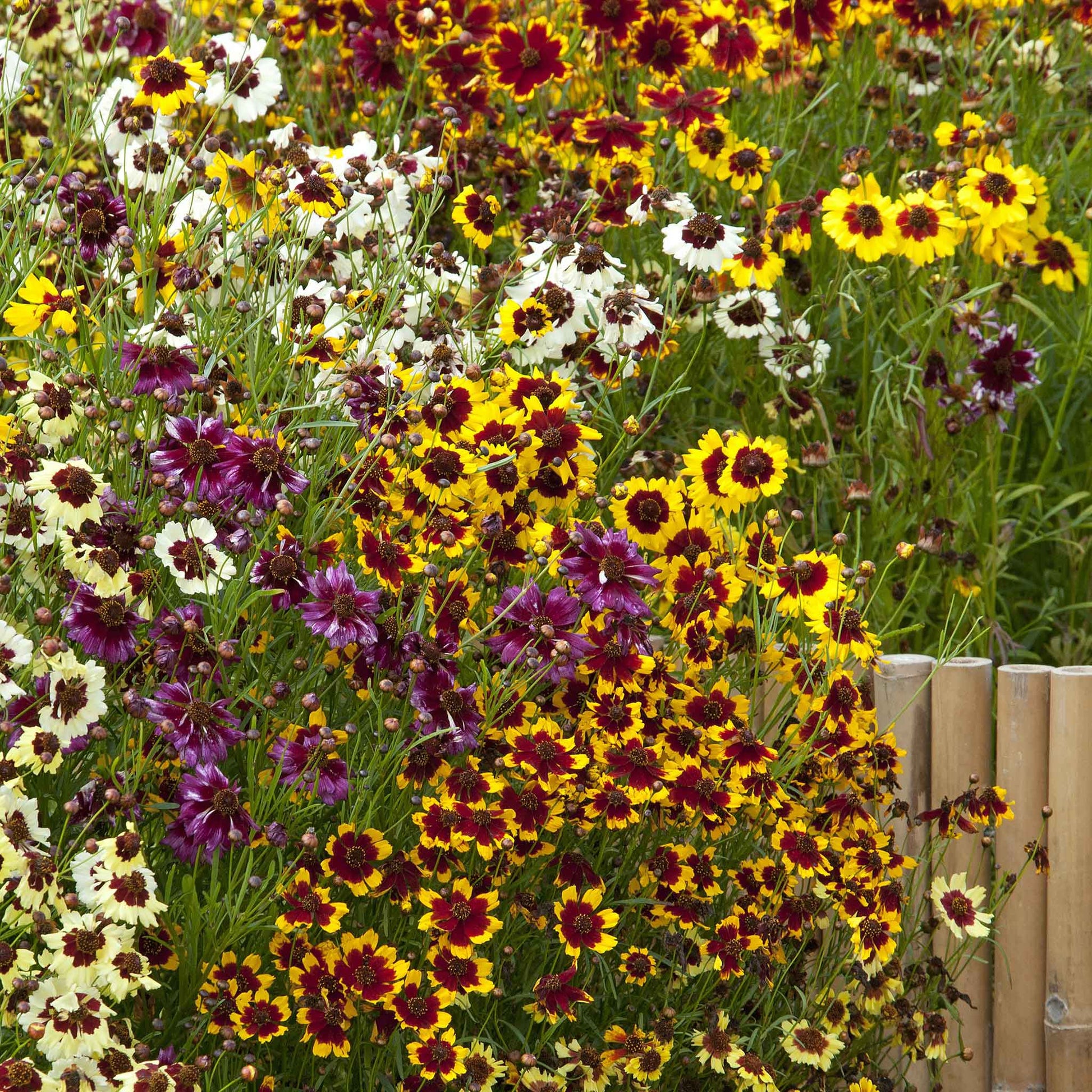 coreopsis incredible dwarf mix