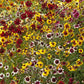 coreopsis incredible dwarf mix