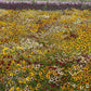 coreopsis incredible dwarf mix