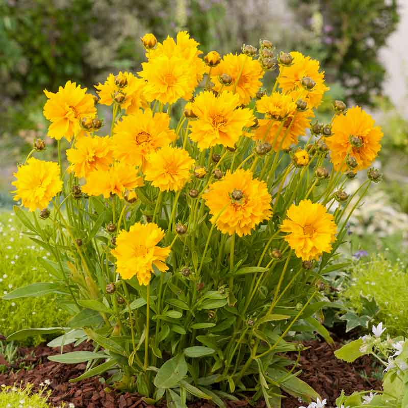 coreopsis lance leaf sunburst | copyright: Floramedia UK Ltd