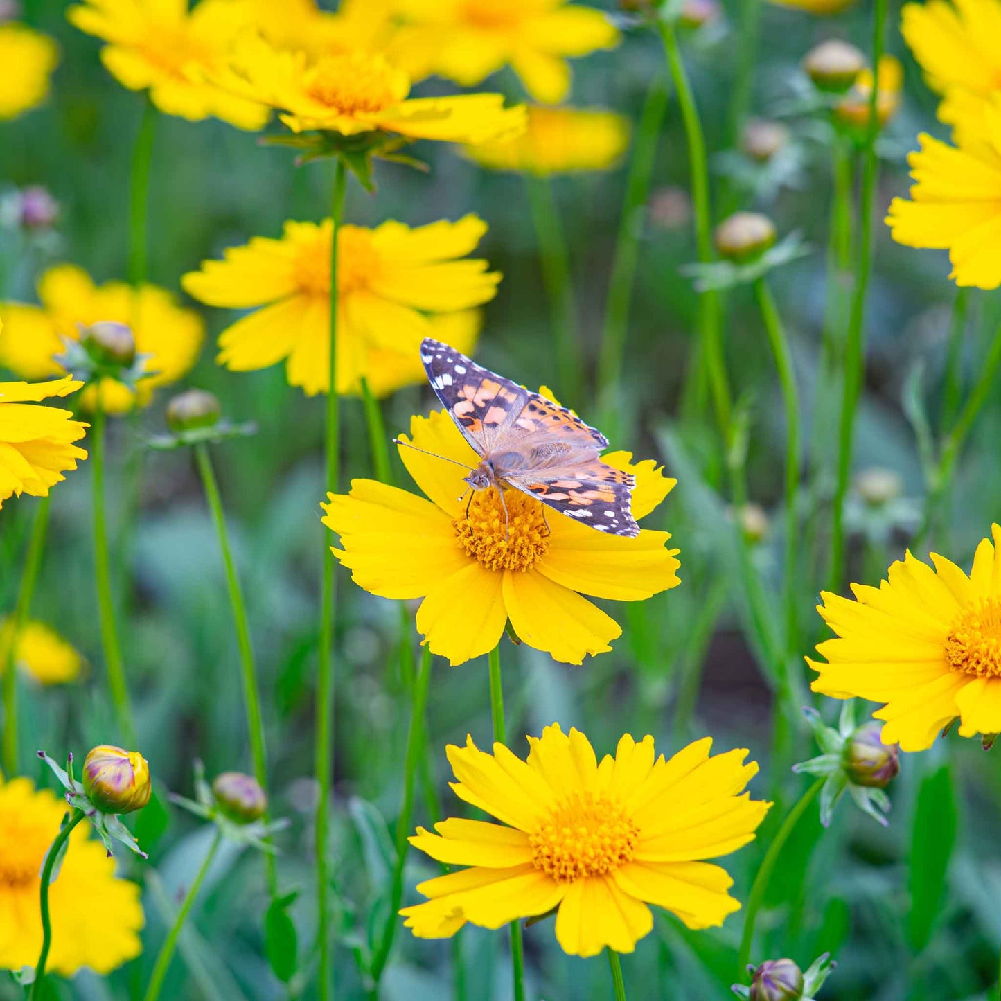 coreopsis lance leaf