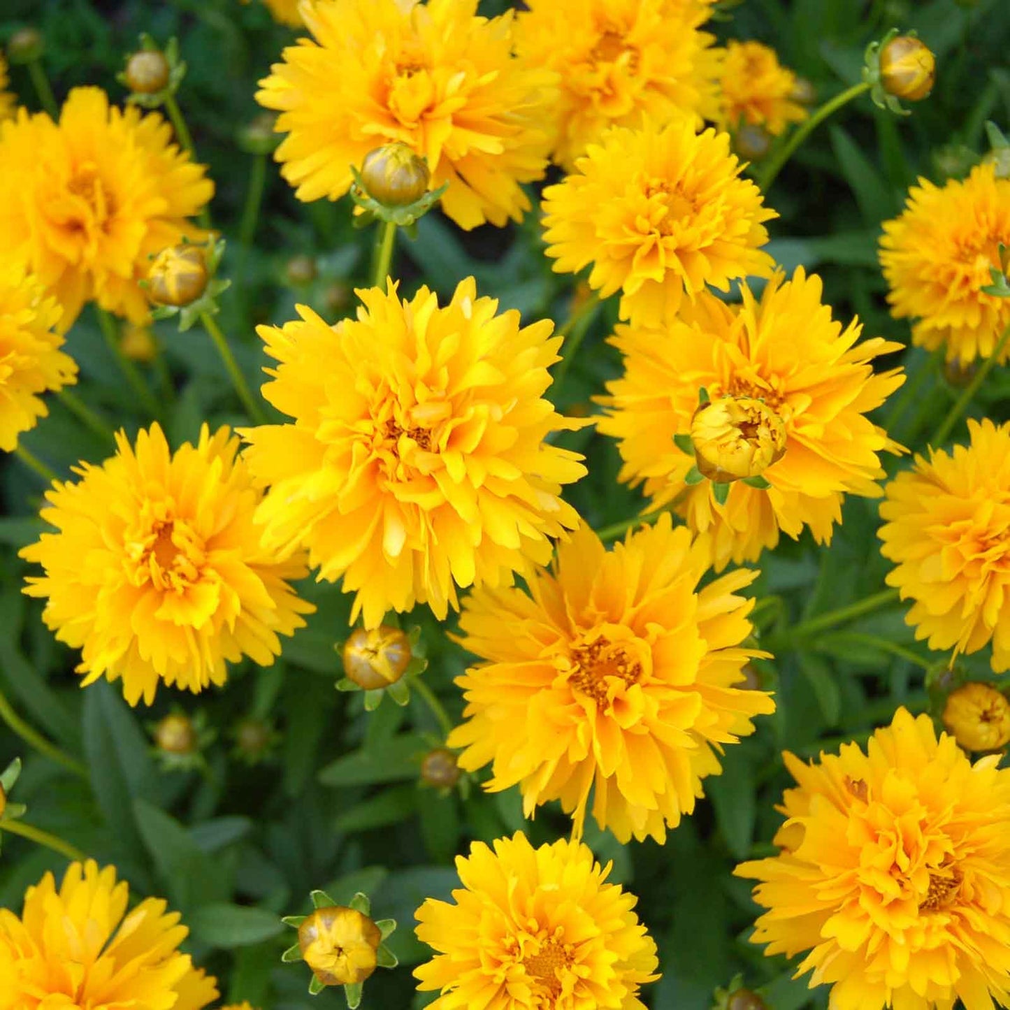 coreopsis lance leaf sunburst