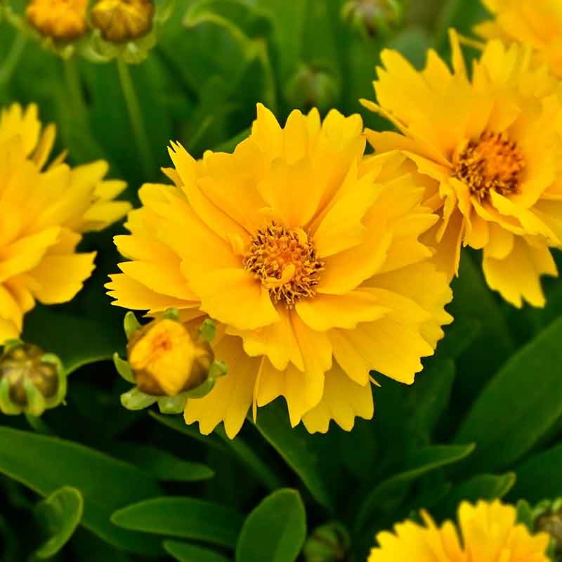 coreopsis lance leaf sunburst