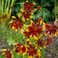 coreopsis mardi gras