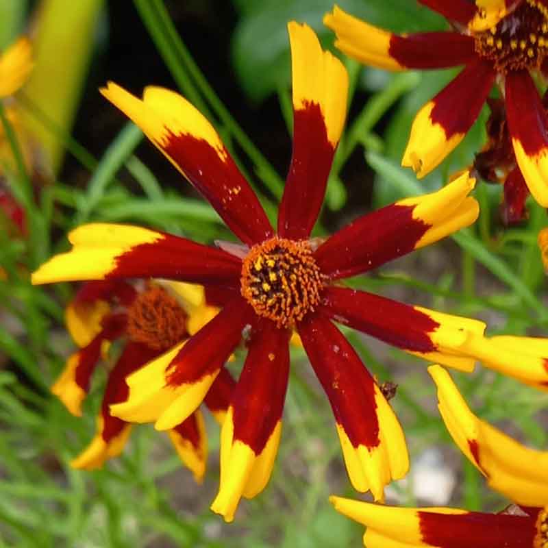 coreopsis mardi gras