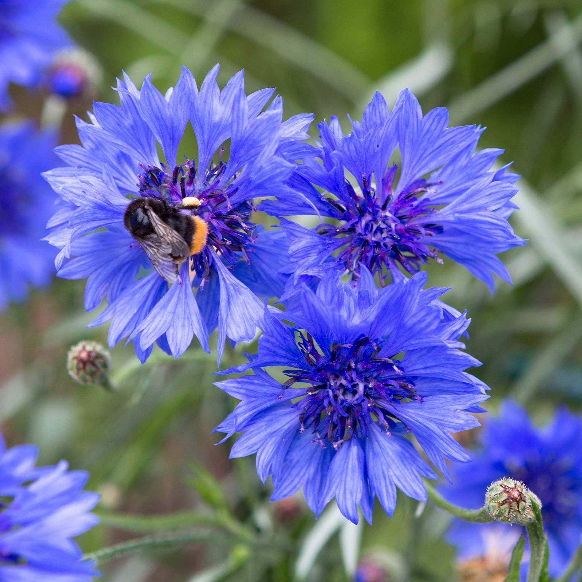 cornflower early victory