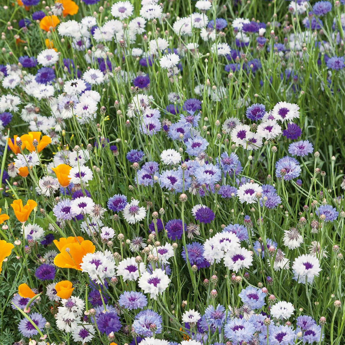 cornflower fantastic mix