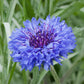 cornflower jubilee gem